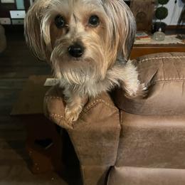 Charlee - Morkie