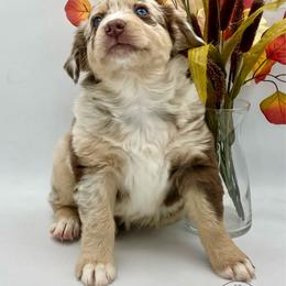 Faith - Red merle female Australian Shepherd puppy in Thornton, Colorado from 303 Aussies