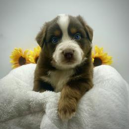 Apollo (With Natural Tail) - Red tri male Miniature Australian Shepherd puppy in Liberty, South Carolina from Alexander Canines