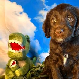Littlefoot - Chocolate female Labradoodle puppy in Chelan, Washington from North Cascades Doodles