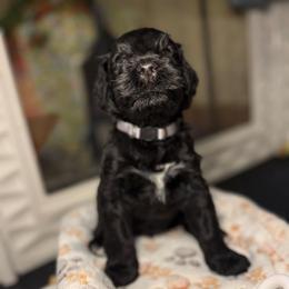 Brix - Gray Collar - Black and white male Portuguese Water Dog puppy in Colorado Springs, Colorado from Melissa's Portuguese Water Dogs