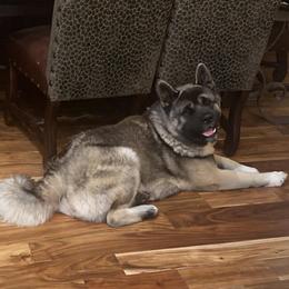 Miller - Brown, black overlay male Akita puppy in Granbury, Texas from Folklore Akitas