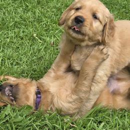 Golden Retriever Puppies from City Goldens