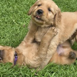 Golden Retriever Puppies from City Goldens