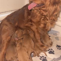 Beckham Roux - Red male Cavapoo puppy in Fairmont, West Virginia from Ruby Heirloom Companions