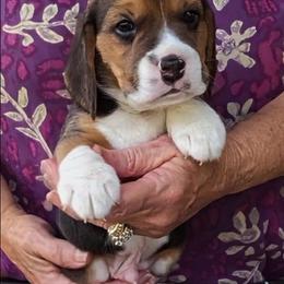 Bennie - Black tan and white male Beagle puppy in Jerome, Missouri from Beam's Beagles