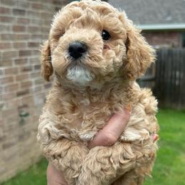 Wesley - Apricot male Poodle puppy in Azle, Texas from Texas Kissed K9s