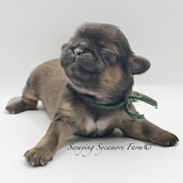 Brindle Male - Green Collar - Brindle male Shih Tzu puppy in Crawfordsville, Indiana from Swaying Sycamore Farm