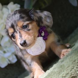 Raspberry - Dapple female Dachshund puppy in Woodbine, Georgia from Walker's Minidachs