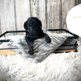 Theodore - Black and tan male Havapoo puppy in from Pink Poodles and Doodles