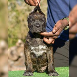 Girl 1 - Black brindle female Cane Corso puppy in Willis, Texas from Royal Guardian Cane Corso