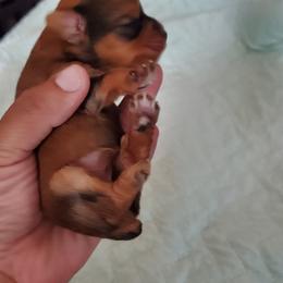 Yorkshire Terrier Puppies from Mama & I Yorkshire's
