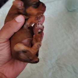 Yorkshire Terrier Puppies from Mama & I Yorkshire's