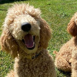 Poodles from Emmarie standard poodles