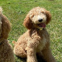 Poodles from Emmarie standard poodles