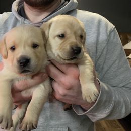 Labrador Retriever Puppies from County Line Gun Dogs