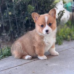 Nash - Red male Pembroke Welsh Corgi puppy in Beggs, Oklahoma from Blue Diamond Corgi’s