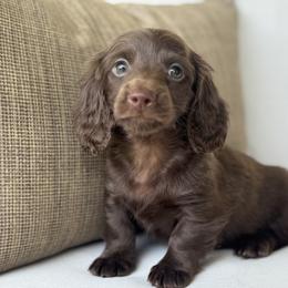 Boy 4 - Chocolate male Dachshund puppy in Bentonville, Arkansas from Boujee Buns Dachshunds
