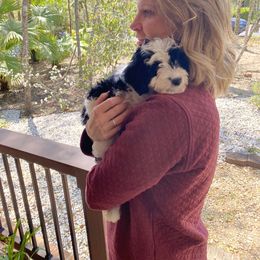 Aussiedoodle Puppies from Ever After Mini Doodles