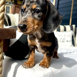 Dachshund Puppies from Weenie Bros