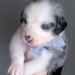 Aaron - Blue merle male Australian Shepherd puppy in Georgetown, Texas from River Reign Australian Shepherds