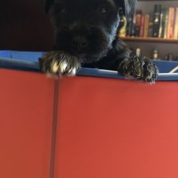 Miniature Schnauzer and Poodle Puppies from Bits & Bytes Farm