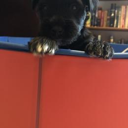 Miniature Schnauzer and Poodle Puppies from Bits & Bytes Farm