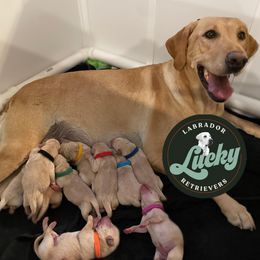 Green Male - Marv - Yellow male Labrador Retriever puppy in Las Vegas, Nevada from Lucky Labrador Retrievers