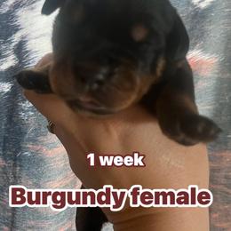 Burgundy - Black and mahogany female Rottweiler puppy in Mancelona, Michigan from Nicolle Stone
