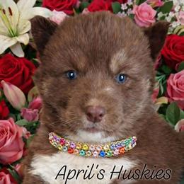 Yellow collar girl - Red and white female Siberian Husky puppy in Terre Haute, Indiana from April's Huskies