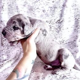Boy 1 - Blue Merle - Merle Great Dane puppy in Wisconsin from Starry Night Great Danes