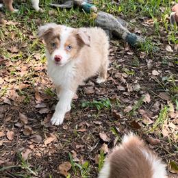 Girl 1 - Red merle female Australian Shepherd puppy in Lakeland, Florida from Infinite Aussies