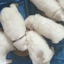 Boy 3 - Great Pyrenees puppy from R Pyr Great Pyrenees