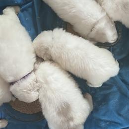Boy 3 - Great Pyrenees puppy from R Pyr Great Pyrenees