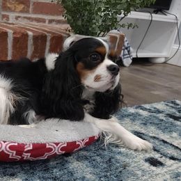 Winnie - Cavalier King Charles Spaniel