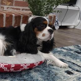 Winnie - Cavalier King Charles Spaniel