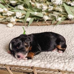 Poppy - Tri-color male Bernedoodle puppy in Ammon, Idaho from Little Stone Bernedoodles