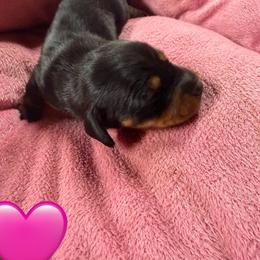 Diamond - Black and tan female Dachshund puppy in Birchtree, Missouri from Cruzan Dachshunds
