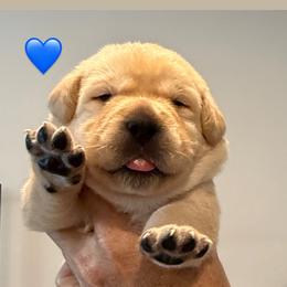 Blue collar - Yellow male Labrador Retriever puppy in Clinton, Tennessee from Summer Rose