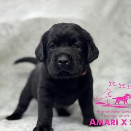 Pink - Black female Labrador Retriever puppy in Beaverdam, Virginia from Riverside Sunset Labrador Retrievers