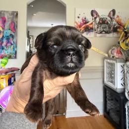 Billy - Belge male Brussels Griffon puppy in Gastonia, North Carolina from BZB Frenchies, Griffs & Long hair Chihuahuas