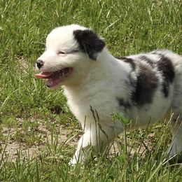 Faith - Blue merle Australian Shepherd puppy in Kidder, Missouri from Sheep Creek Aussies