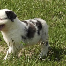 Faith - Blue merle Australian Shepherd puppy in Kidder, Missouri from Sheep Creek Aussies
