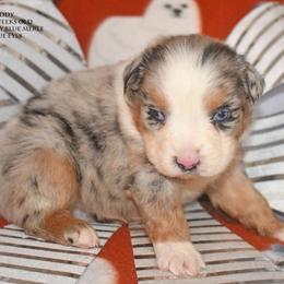 Buddy - Blue merle male Miniature Australian Shepherd puppy in Patterson, North Carolina from DreamLine Aussies