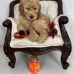 Orange Collar - Apricot male Poodle puppy in Murrayville, Georgia from Spoiled Rotten Kennels