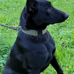 Belgian Malinois from Evolution Canine Services
