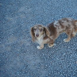 June Bug - Dachshund