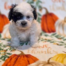 Poodle, Shichon, Shihpoo, Shih Tzu, and Shorkie Puppies from Ever After Tails