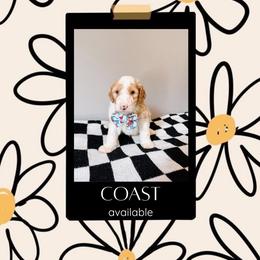 Coast Bright Blue Collar - Fawn and white male Sheepadoodle puppy in Republic, Missouri from DOOD & Co