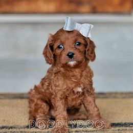 Pink - Red female Cavapoo puppy in Pleasant Grove, Utah from Doodlydoo Doodles